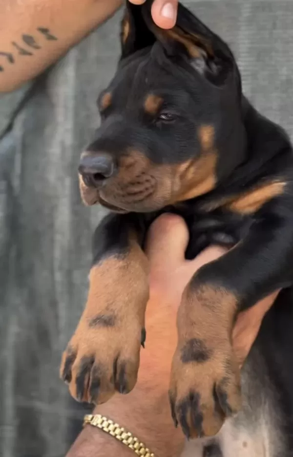 A Scrli Anne Ve Babadan Üst Düzey Doberman Yavrular