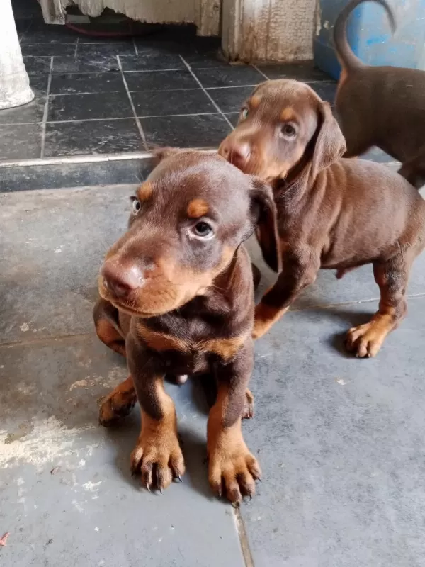 A Scrli Anne Ve Babadan Üst Düzey Doberman Yavrular