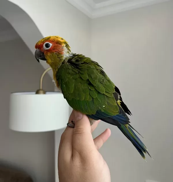 Jenday Konur Papağani El Besleme