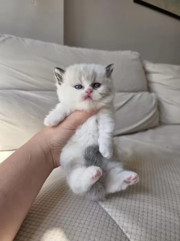 Munckin Cüce Kedi Arayanlara