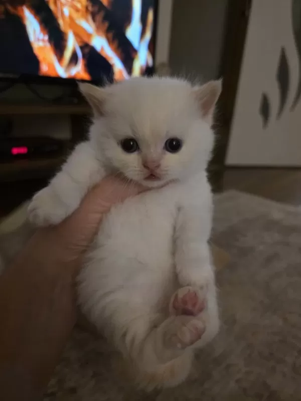 Munckin Cüce Kedi Arayanlara