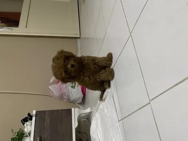 İrk Ve Sağlık Garantili Kore Poodle Yavru