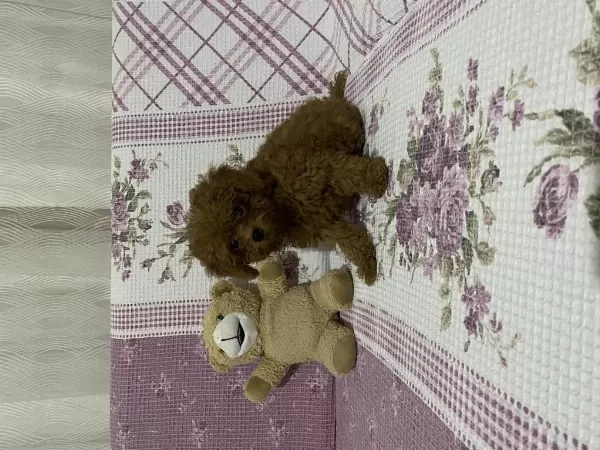 İrk Ve Sağlık Garantili Kore Poodle Yavru