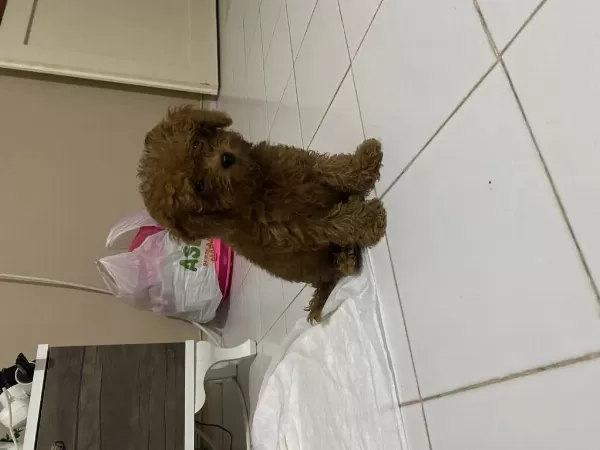 İrk Ve Sağlık Garantili Kore Poodle Yavru