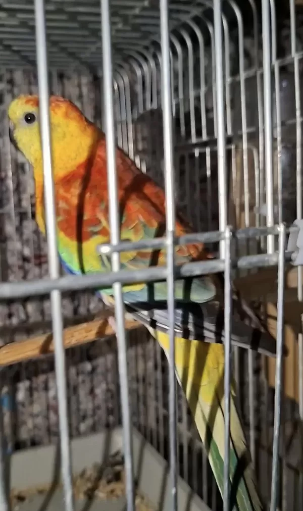 Sağlıklı Şarkıcı Pareket