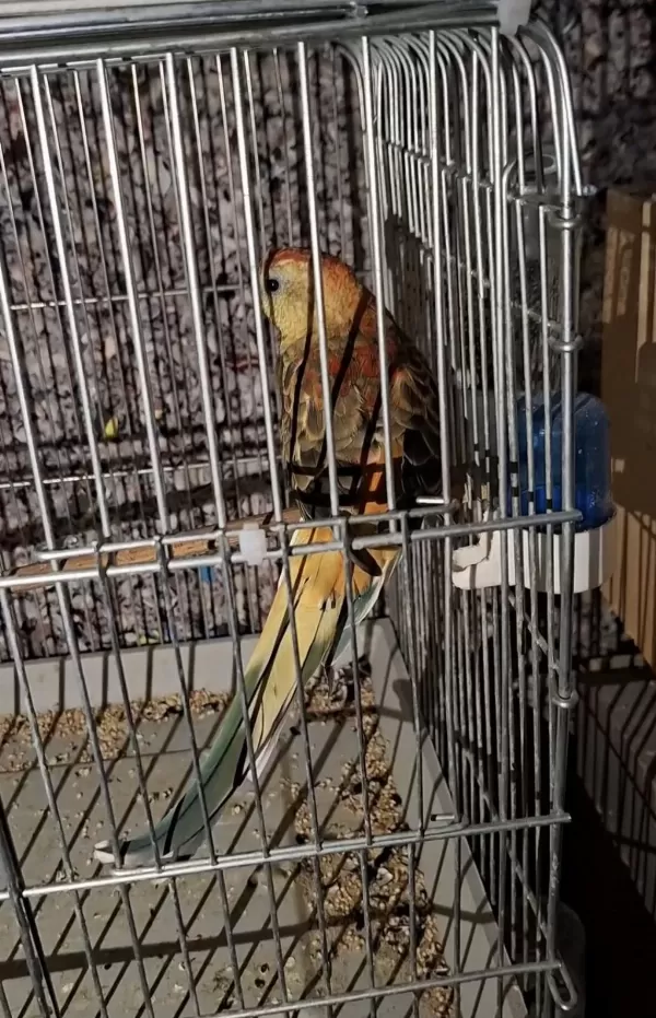 Sağlıklı Şarkıcı Pareket