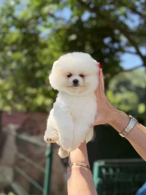 Üst Düzey Ayicik Pomeranian Boo