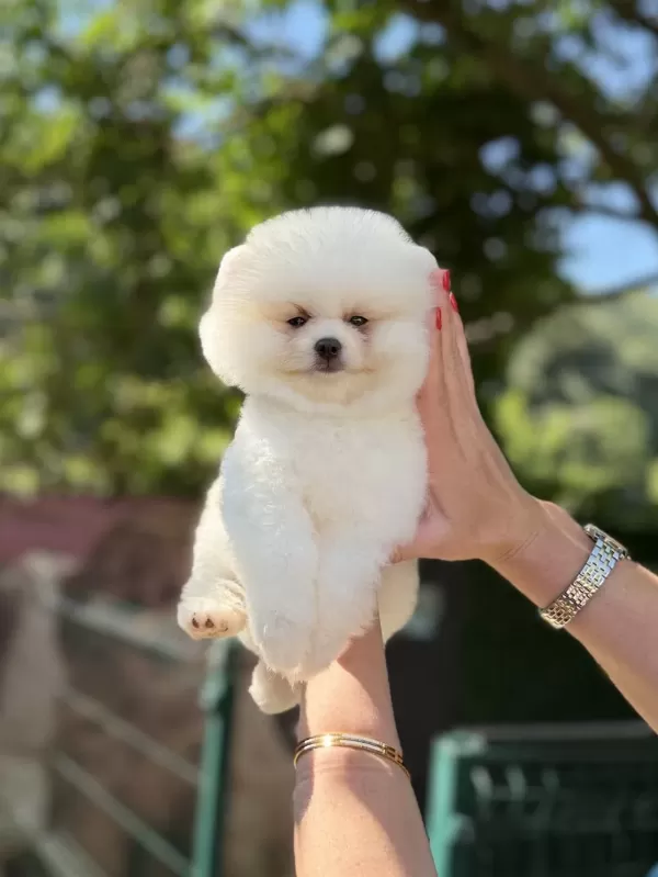 Üst Düzey Ayicik Pomeranian Boo