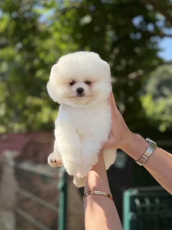 Üst Düzey Ayicik Pomeranian Boo