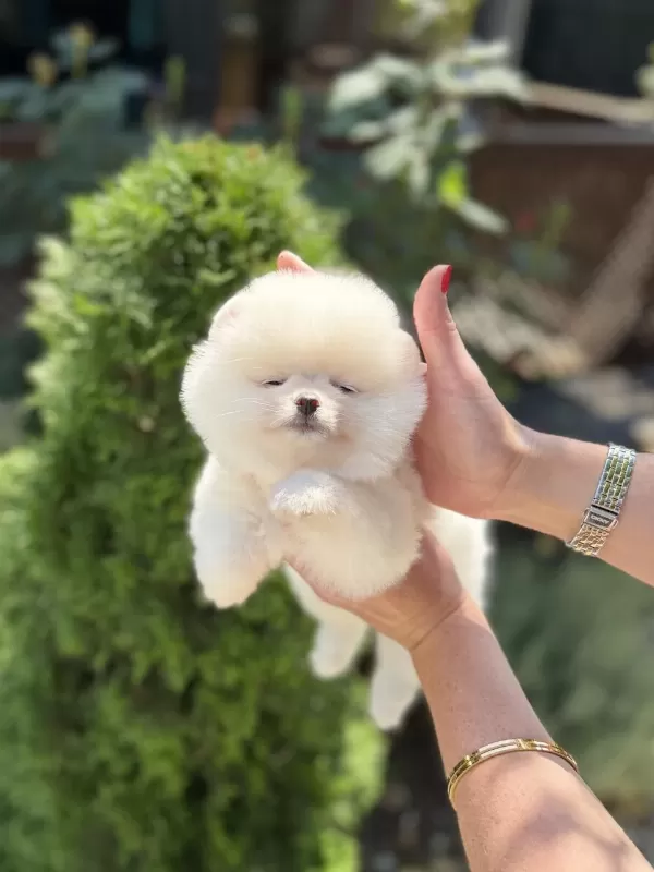 Kusursuz Karbeyaz Biblo Dişi Pomeranian
