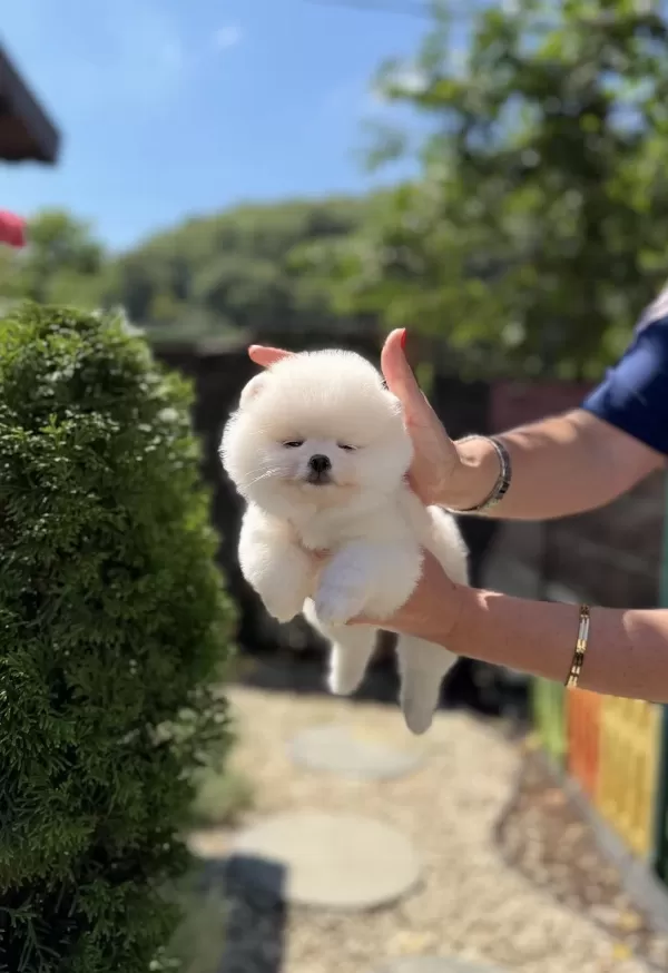 Kusursuz Karbeyaz Biblo Dişi Pomeranian