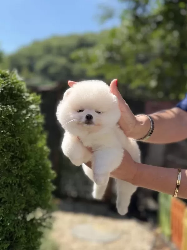 Kusursuz Karbeyaz Biblo Dişi Pomeranian