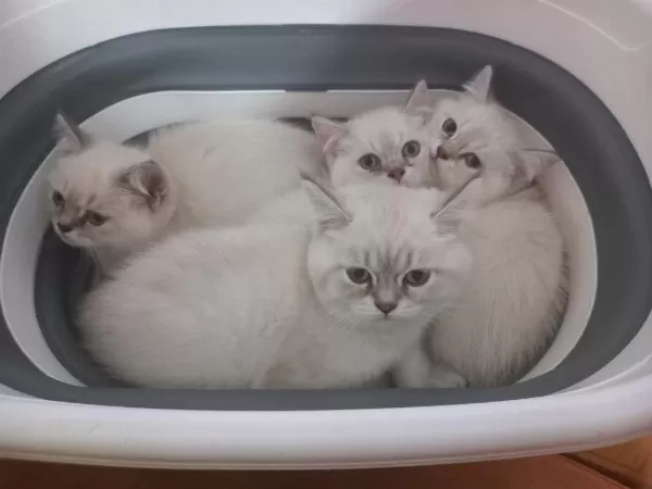 4 Adet 2.5 Aylık Silver Point British Shorthair
