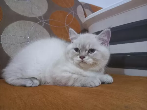 4 Adet 2.5 Aylık Silver Point British Shorthair