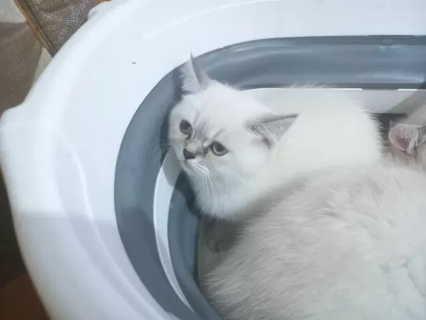 4 Adet 2.5 Aylık Silver Point British Shorthair