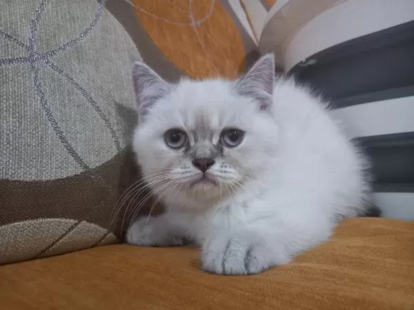 4 Adet 2.5 Aylık Silver Point British Shorthair