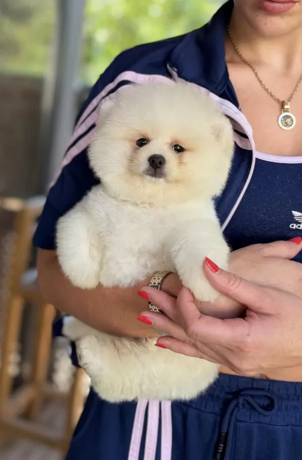 Show Kalite Erkek Pomeranian Boo