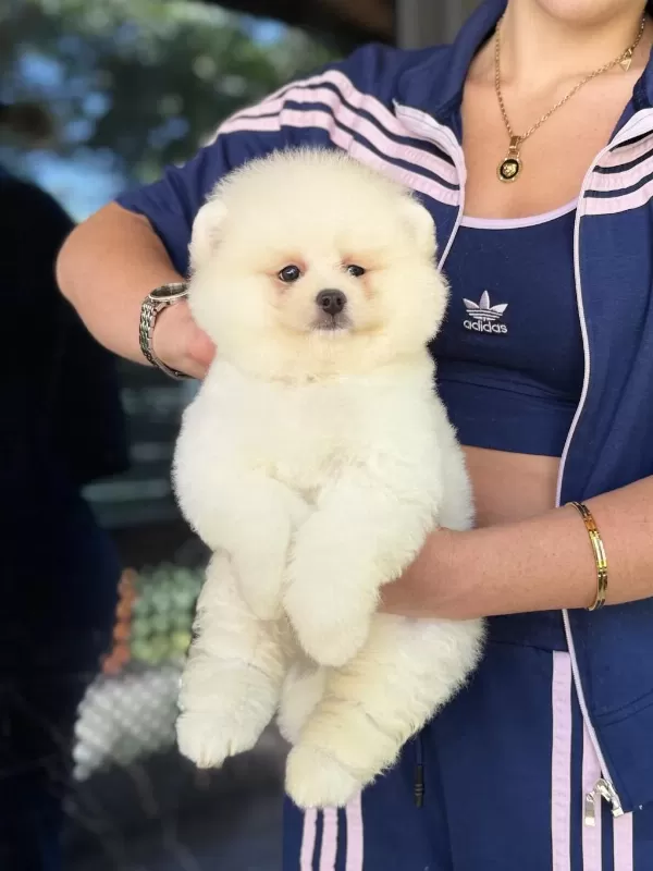 Show Kalite Erkek Pomeranian Boo