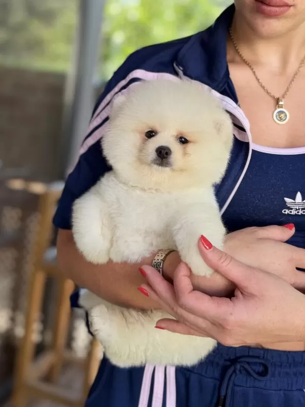 Show Kalite Erkek Pomeranian Boo
