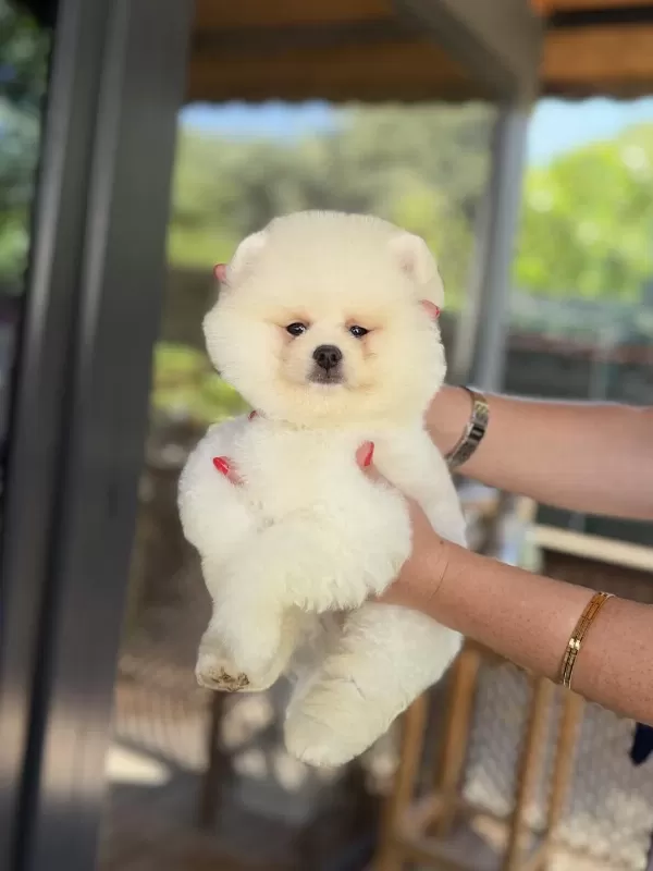 Üst Düzey Show Kalite Pomeranian Boo