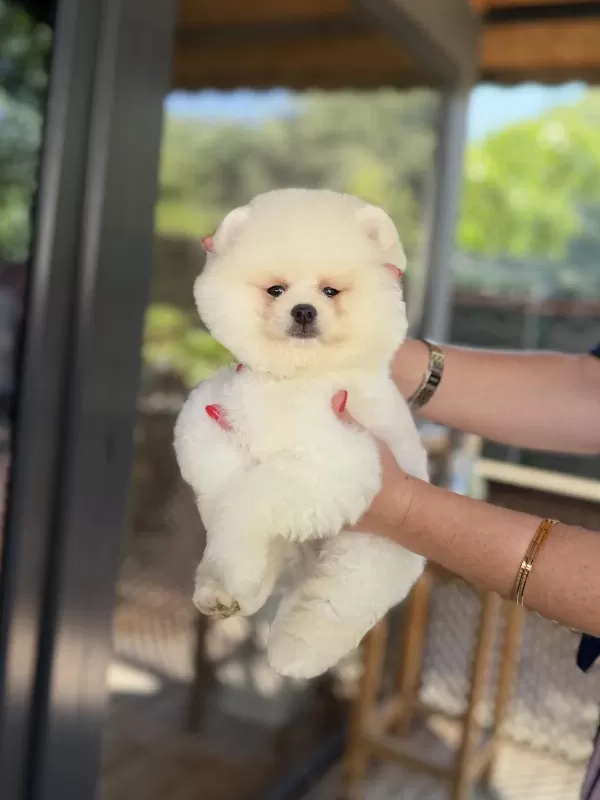 Üst Düzey Show Kalite Pomeranian Boo