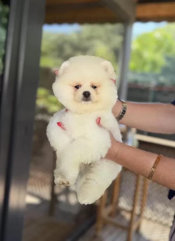 Üst Düzey Show Kalite Pomeranian Boo