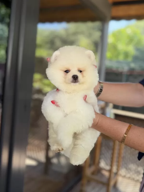 Üst Düzey Show Kalite Pomeranian Boo