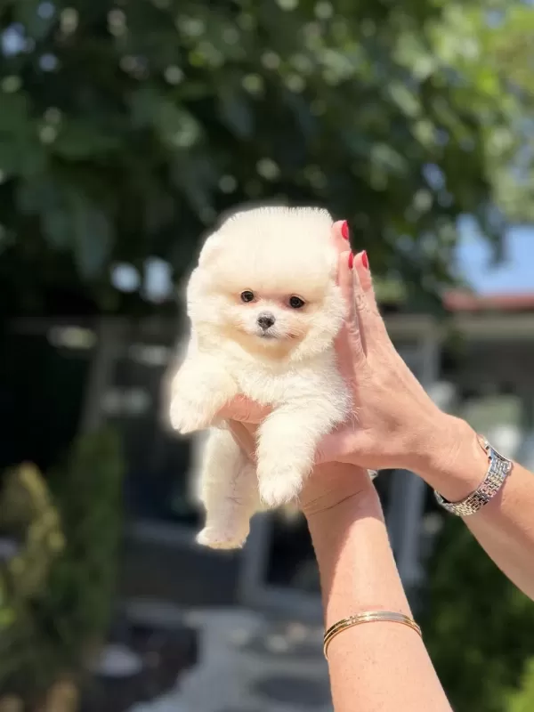 Pomeranian Boo Dişi Köpeğimiz