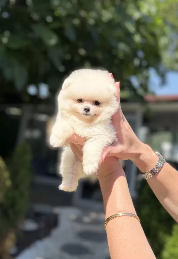 Pomeranian Boo Dişi Köpeğimiz
