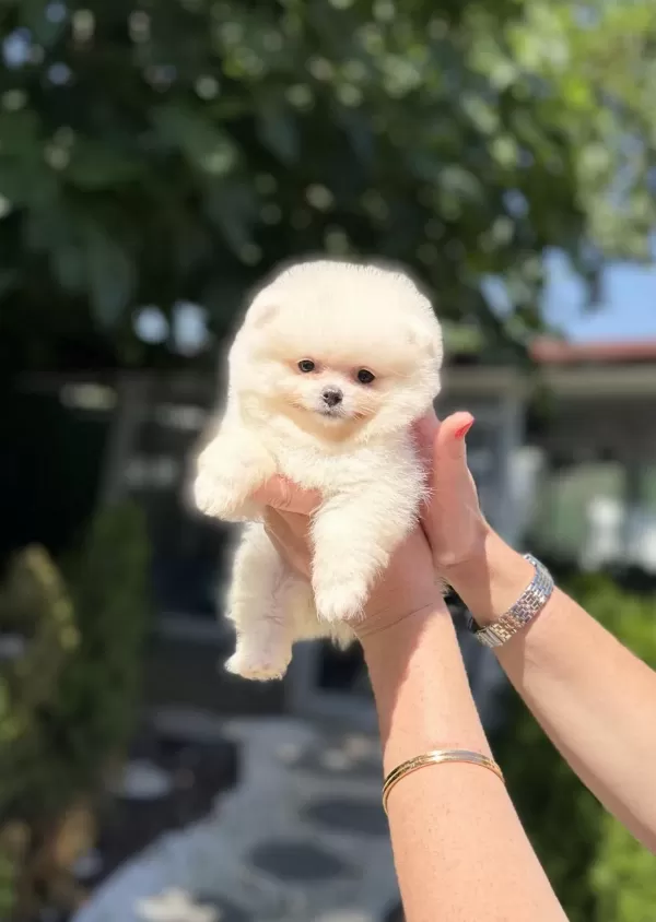 Pomeranian Boo Dişi Köpeğimiz
