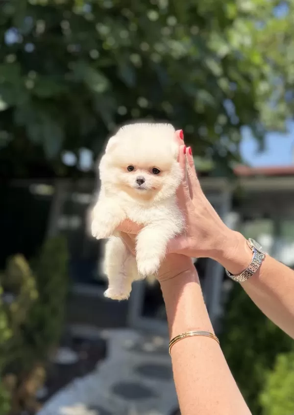 Pomeranian Boo Dişi Köpeğimiz