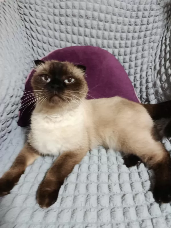 Sahiplendirme Kedimiz Aşı Ve Kimliği Mevcut Sıcak Kanlıdır