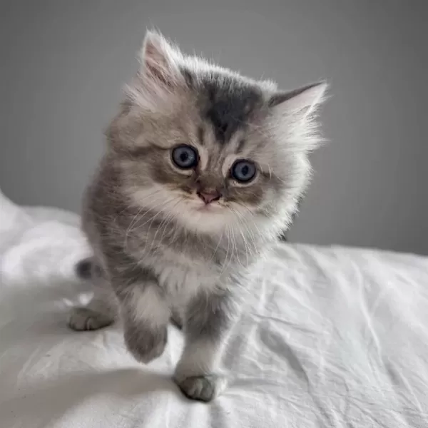 British Longhair Yavru Kedimiz Acil