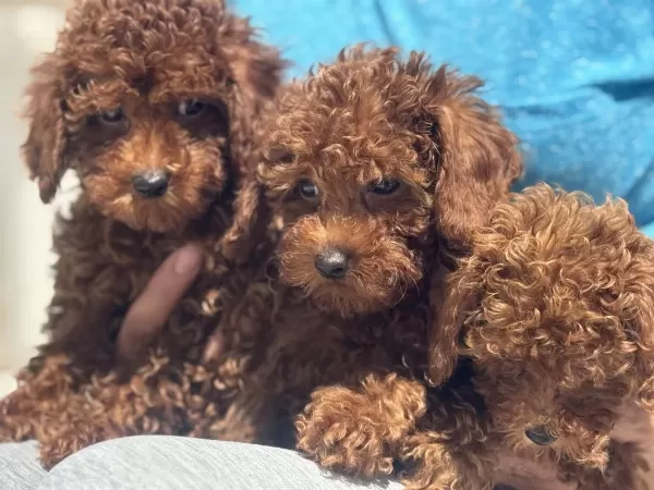 Yasal Ruhsatlı Çiftlikte Ziyarete Açık Toy Poodle
