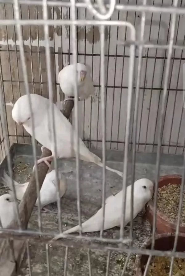 Harika Yavru Muhabbet Kuşu