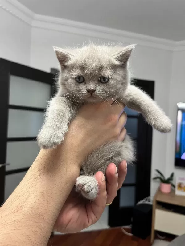British Shorthair Yavrularım