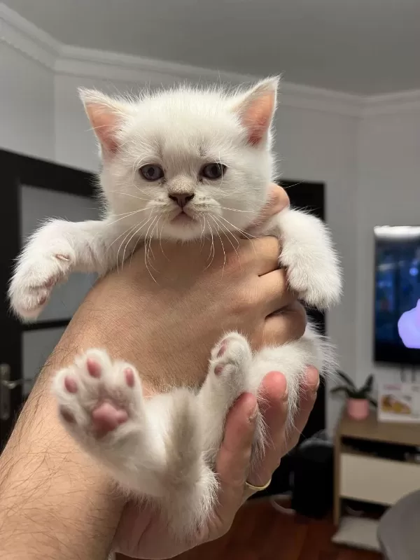 British Shorthair Yavrularım