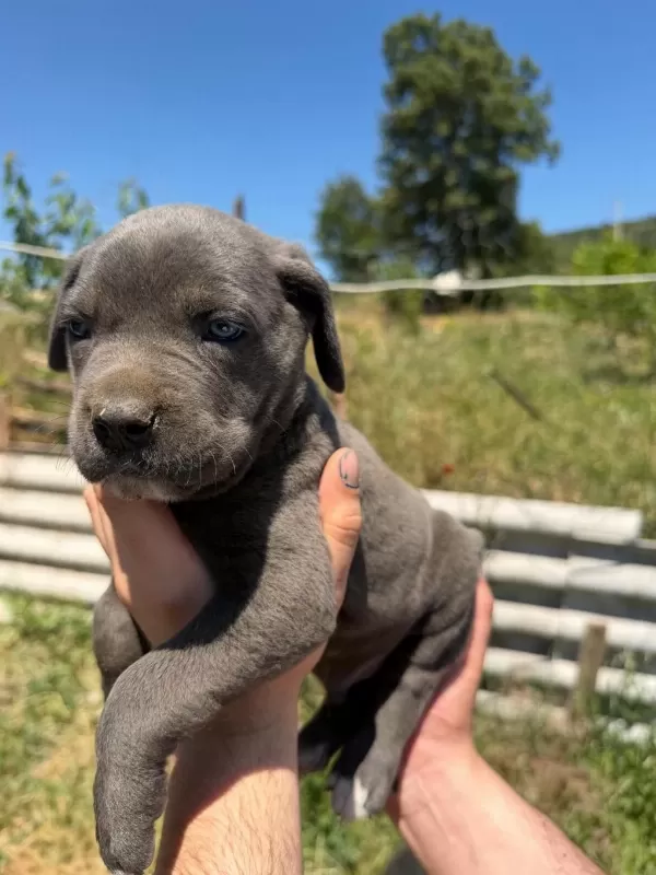 Blue Cane Corso Yavrular İrk Sağlık Garantili