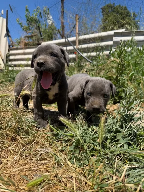 Blue Cane Corso Yavrular İrk Sağlık Garantili