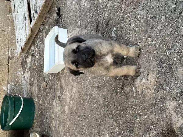 40 Günlük Sağlıklı Yavru Köpekler