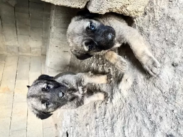 40 Günlük Sağlıklı Yavru Köpekler
