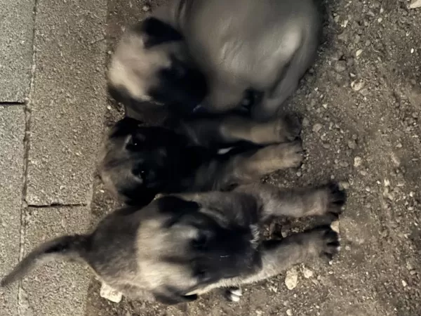 40 Günlük Sağlıklı Yavru Köpekler