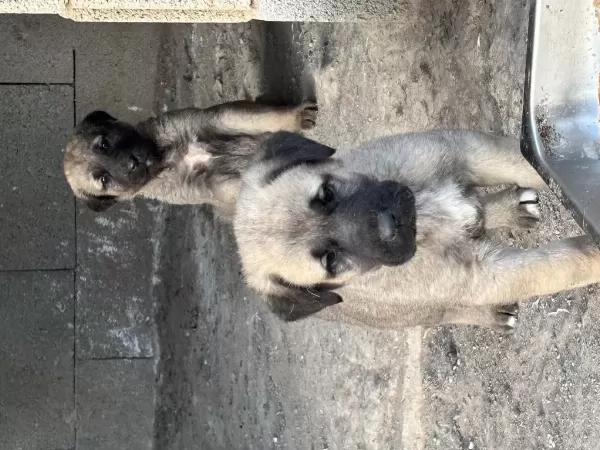 40 Günlük Sağlıklı Yavru Köpekler
