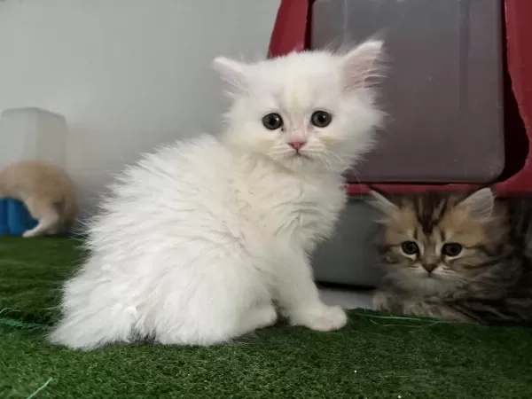 British Longhair Lekesiz Beyaz