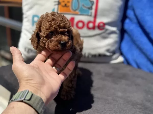 Petmode Köpek Çiftliğinden Toy Poodle Yavrular
