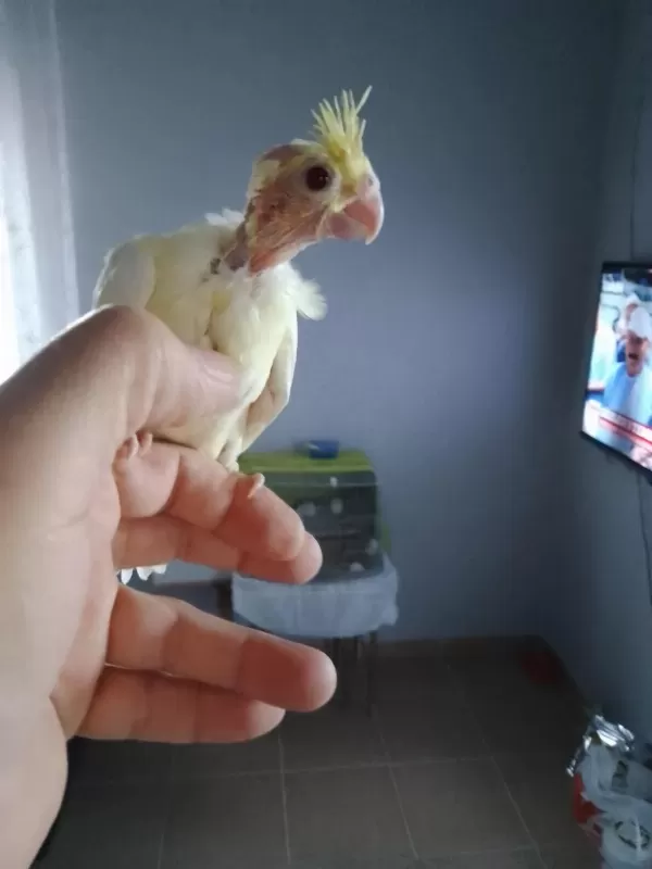 Sağlıklı Sultan Papağanı