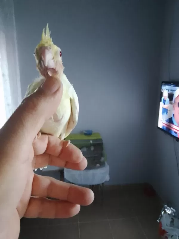 Sağlıklı Sultan Papağanı