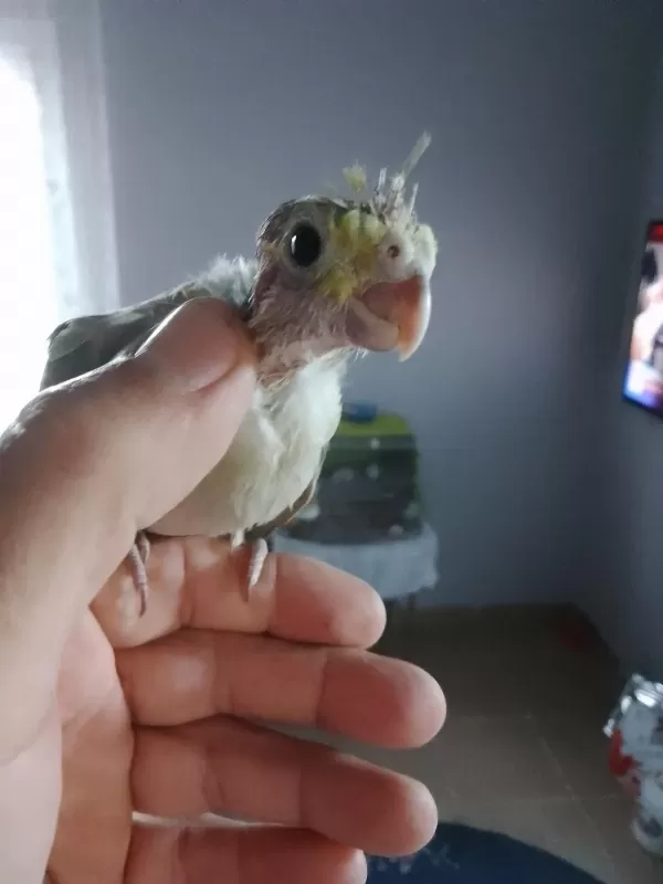 Sağlıklı Sultan Papağanı