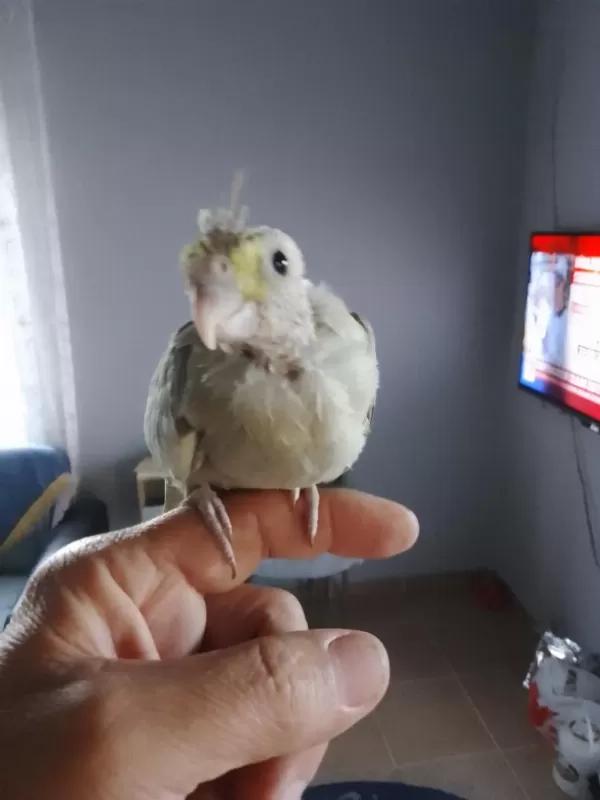 Sağlıklı Sultan Papağanı