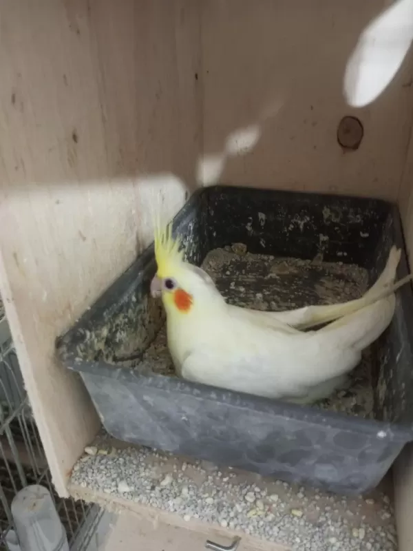 Son Kalan Lutino Sultan Papağanı Yavrular